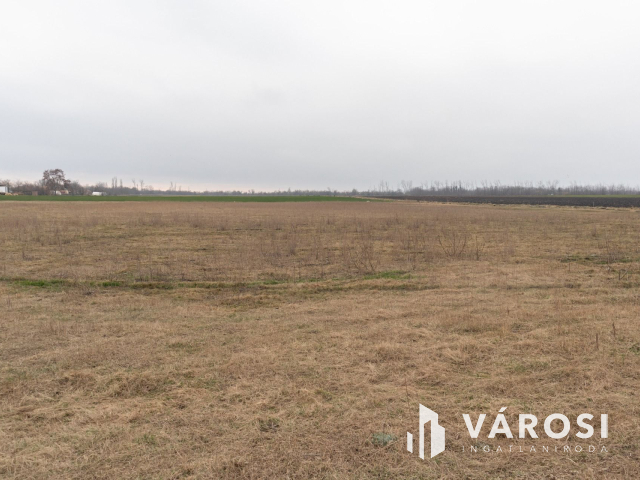 Eladó Szántó Csanyteleken