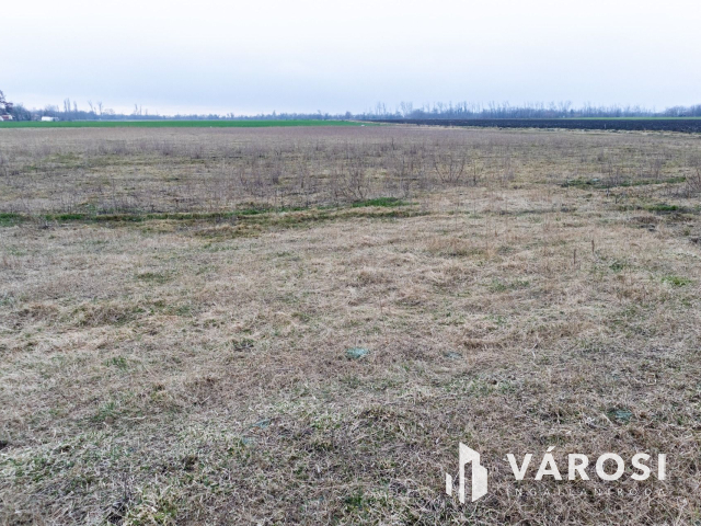 Eladó Szántó Csanyteleken