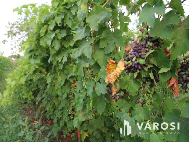 Almáskertekben 4 zárt kert egyben