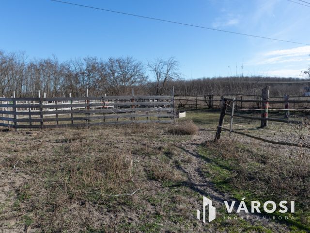 Lovastanya erdővel a szélén