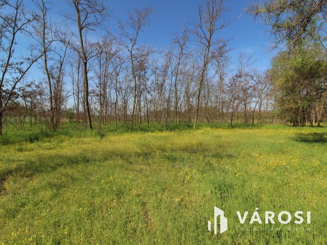 Komfortos tanya a Csongrád-bokrosi szőlővidéken