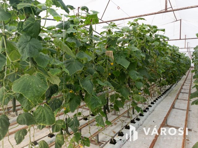 Erdészház utcai gazdaság Eladó