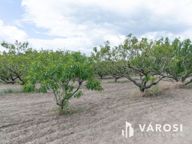 Bordányi barackos idei terméssel együtt Eladó