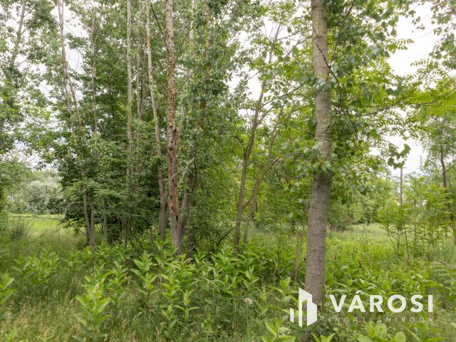 Domaszéki földterület, fákkal díszített