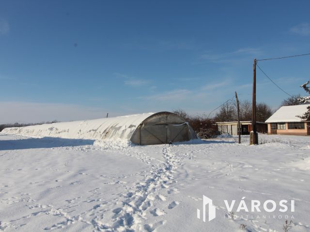 Szántó fóliasátorral a Vásárhelyi út mellett