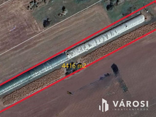 Szántó fóliasátorral a Vásárhelyi út mellett